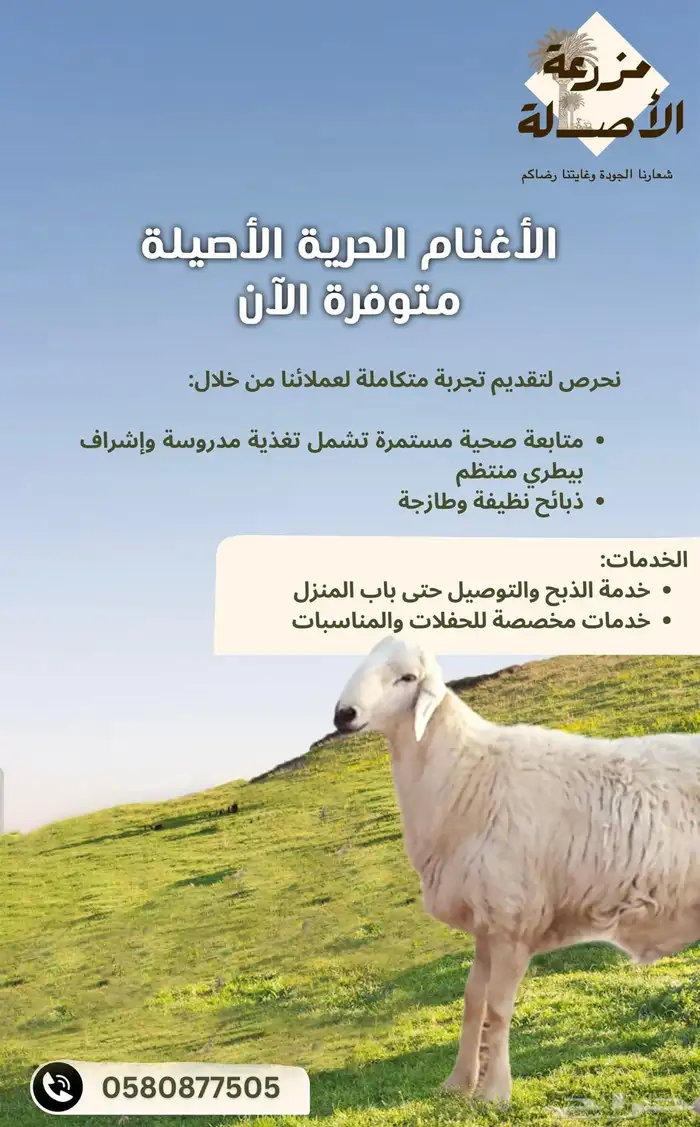 ذبايح اغنام حري 0