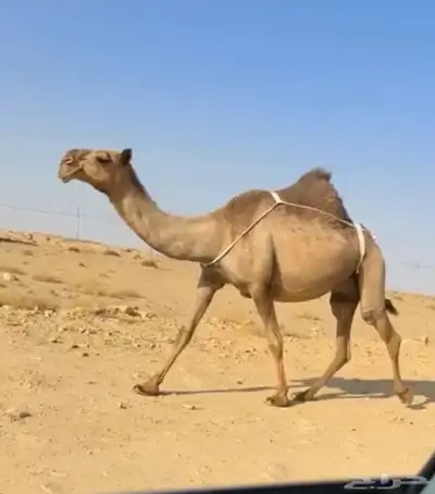 العشرا ام البكره الكفو index