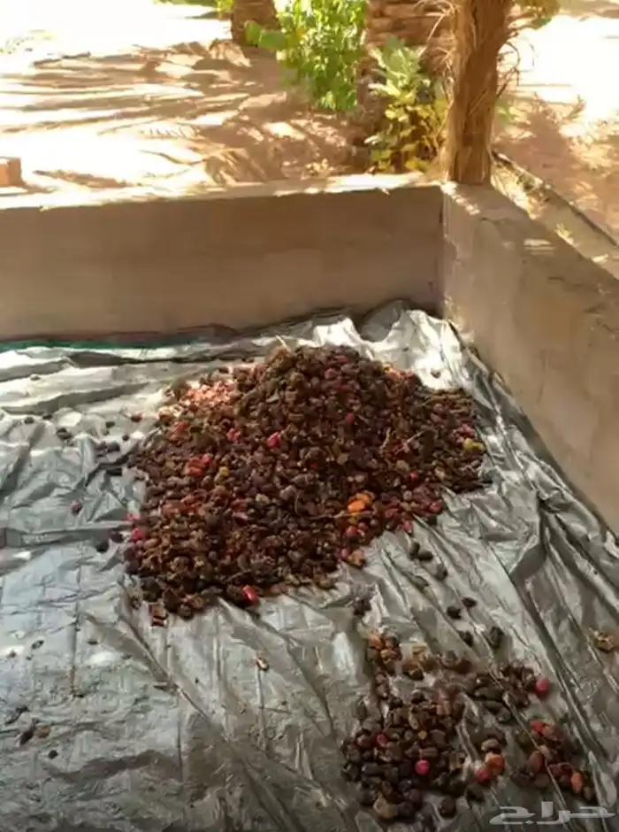 بقايا تمر للبيع 1