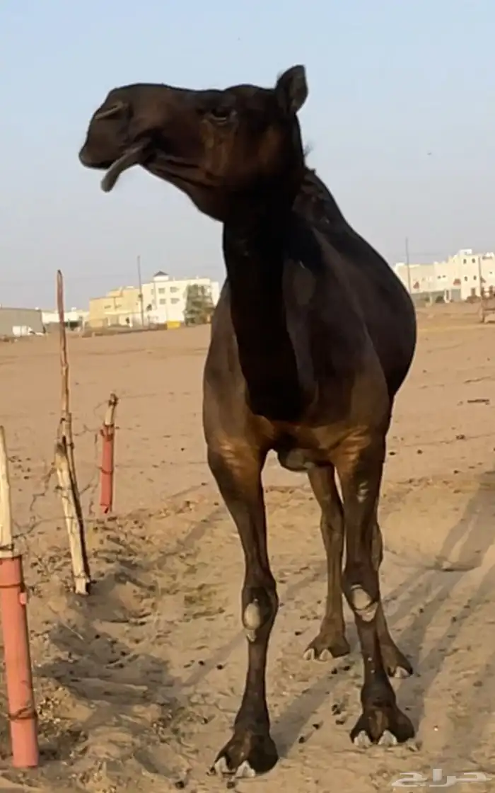بنت حرصان واخت النادر بعير الذيباني 0