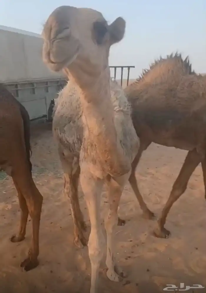 باتلي قعود 0