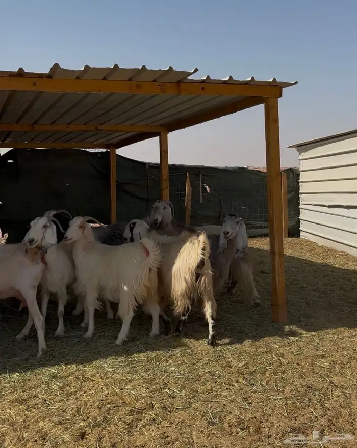 معزا دفيع شرط 2