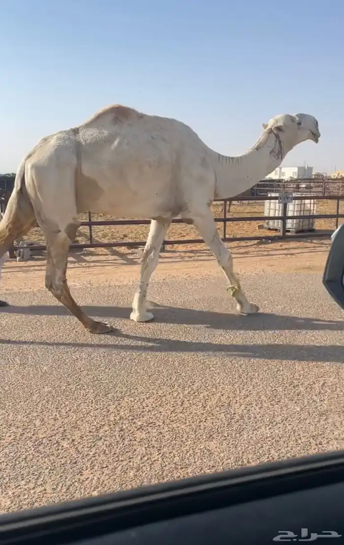 بعير اوضح عوني 0