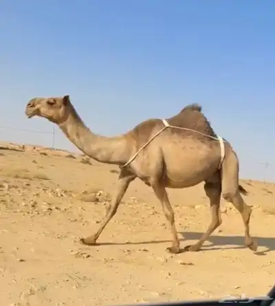 العشرا ام البكره الكفو index