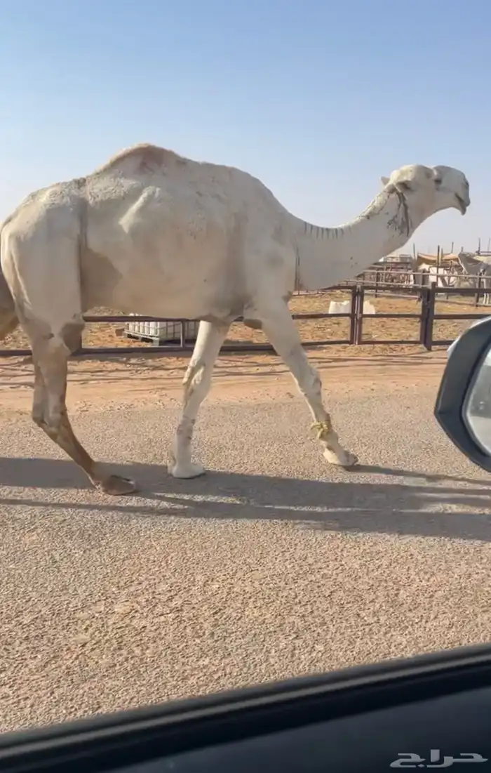 بعير اوضح عوني 1