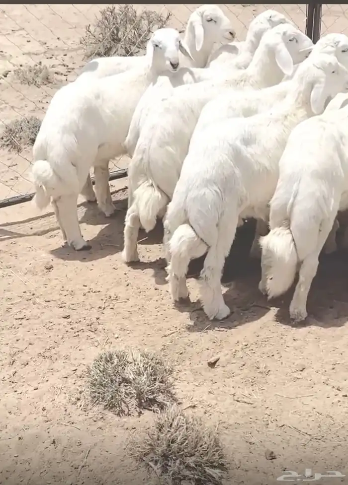للبيع خرفان كفو شي مجمل شحم وجنوب وأطراف 1