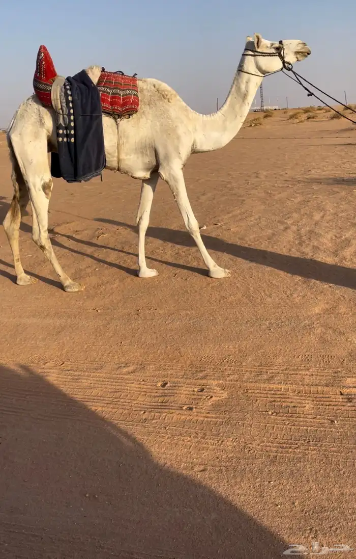رحول عمانيه طيبه 1