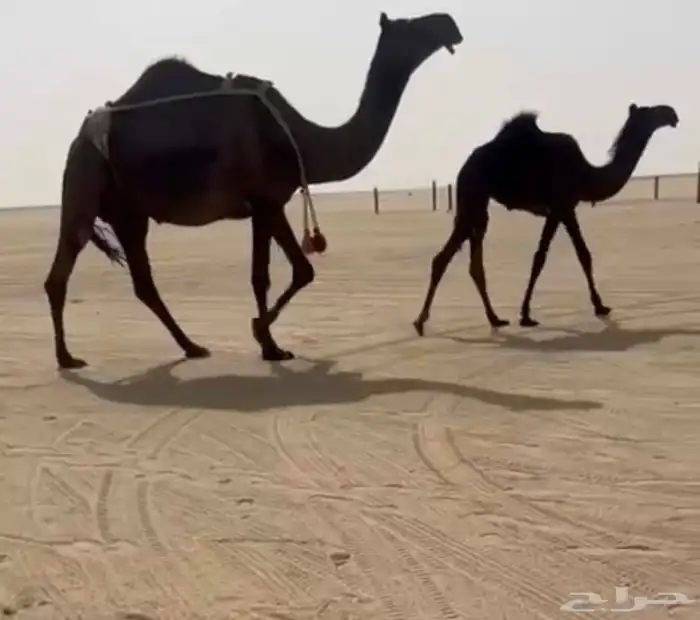 عشرا تحتها بكره فرديه طيبه 2