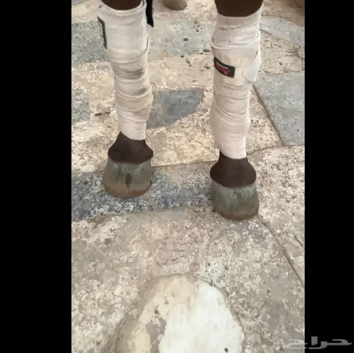مهره مكس جمال فاخره وسعر مناسب 2