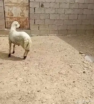 خروف رفيدي بلدي 0