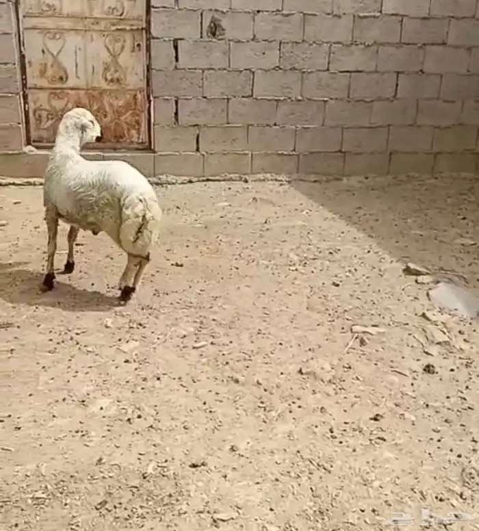 خروف رفيدي بلدي 0