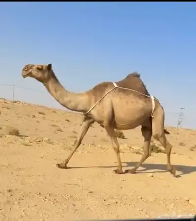 العشرا ام البكره الكفو index