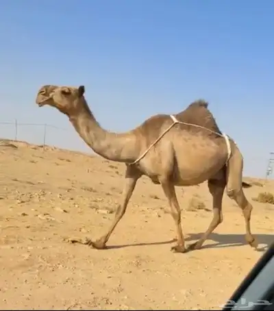 العشرا ام البكره الكفو index