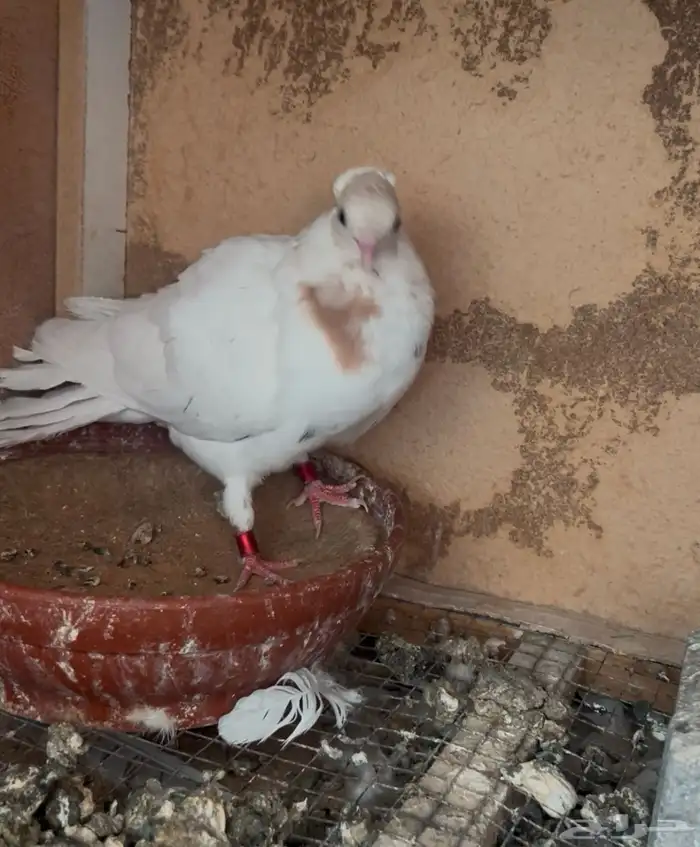 حمام صنعاوي صنعاني 0
