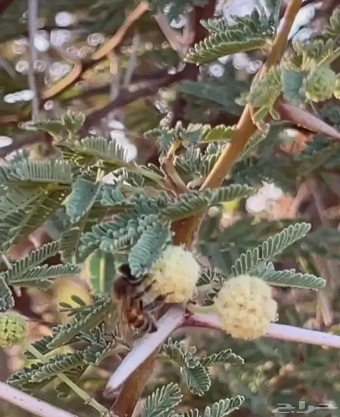عسل طلح عرض اليوم الوطني 195 للكيلو 2
