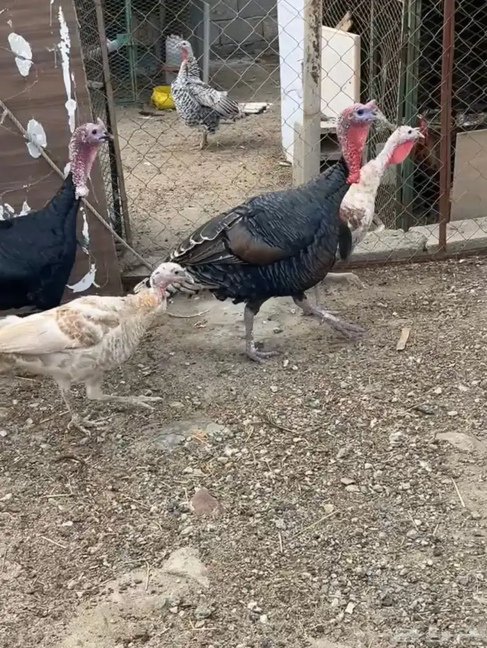 دجاج رومي 0