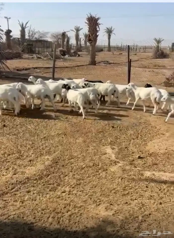 ضان للبيع 1