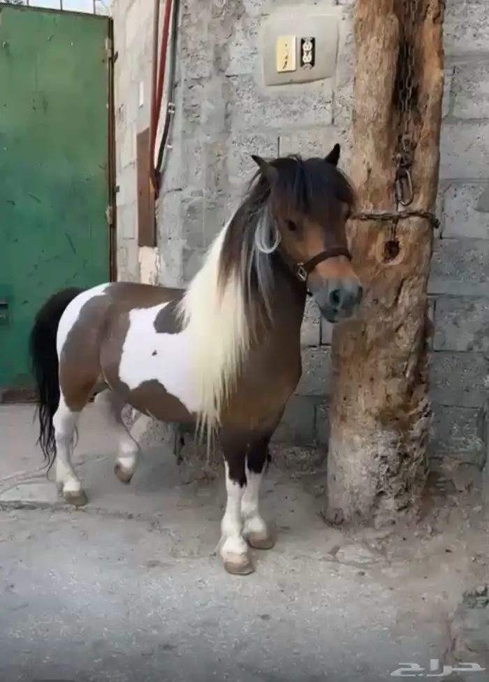 للبيع بونية فاخرة 1