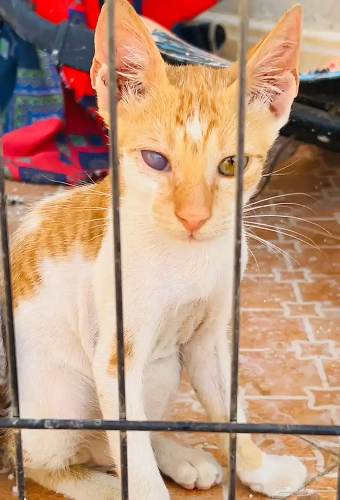 قط صغير للتبني   عمره شهرين تقريب ا   أليف ومرح 0