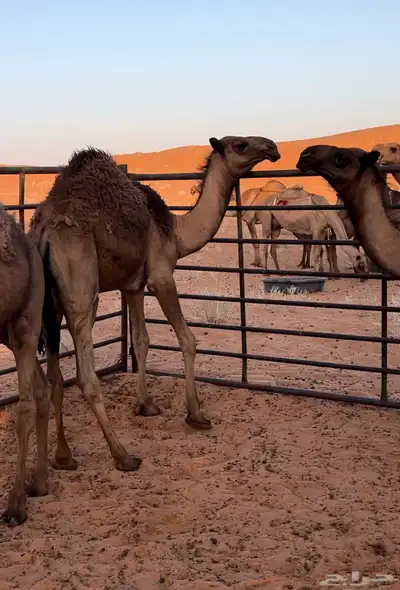 للبيع قعدان على غرنوق ولد بعير سلطان بن محمد الموقع مشذوبه index
