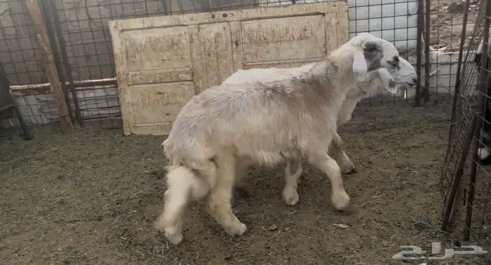 طليان نجد سمان وطيبه ونظاف شرط 0