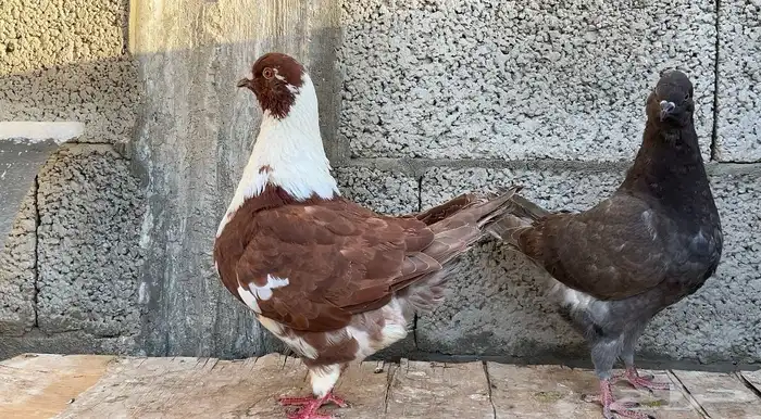 للبيع انثى كنق بنتاجها 0