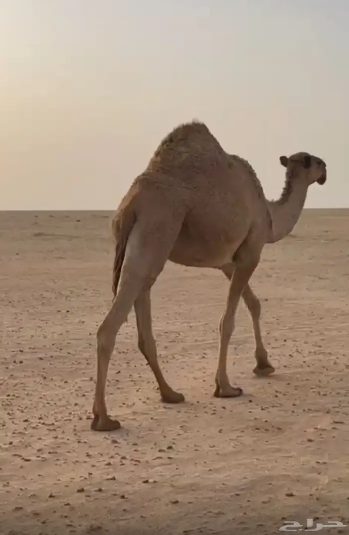 ناقه رباع نقبل المعريض 3