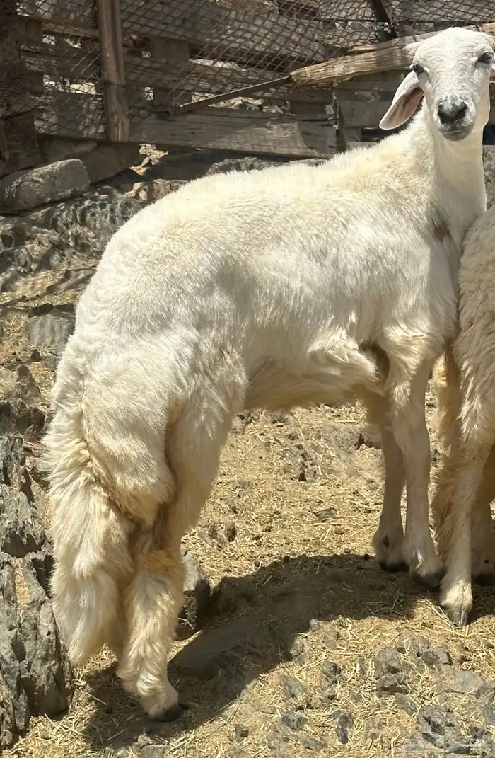 لليع رخل جذعه احتمال دافع الله يعلم مافي الارحام 1