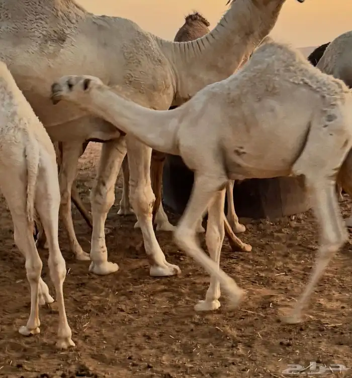 قعود أوضح كفو منتج نوادر 4
