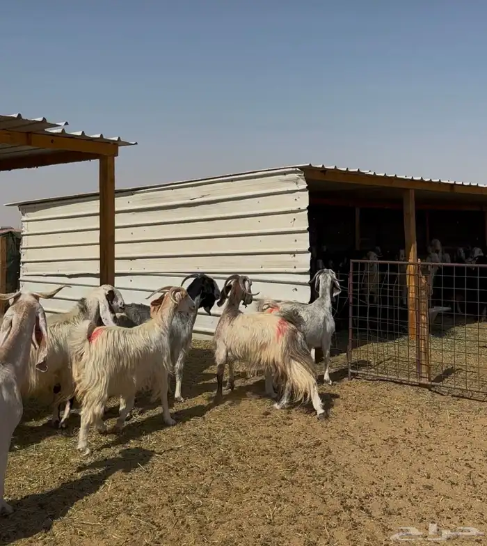 معزا دفيع شرط 3