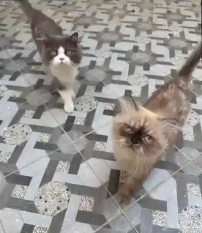 تبني ذكرين 0
