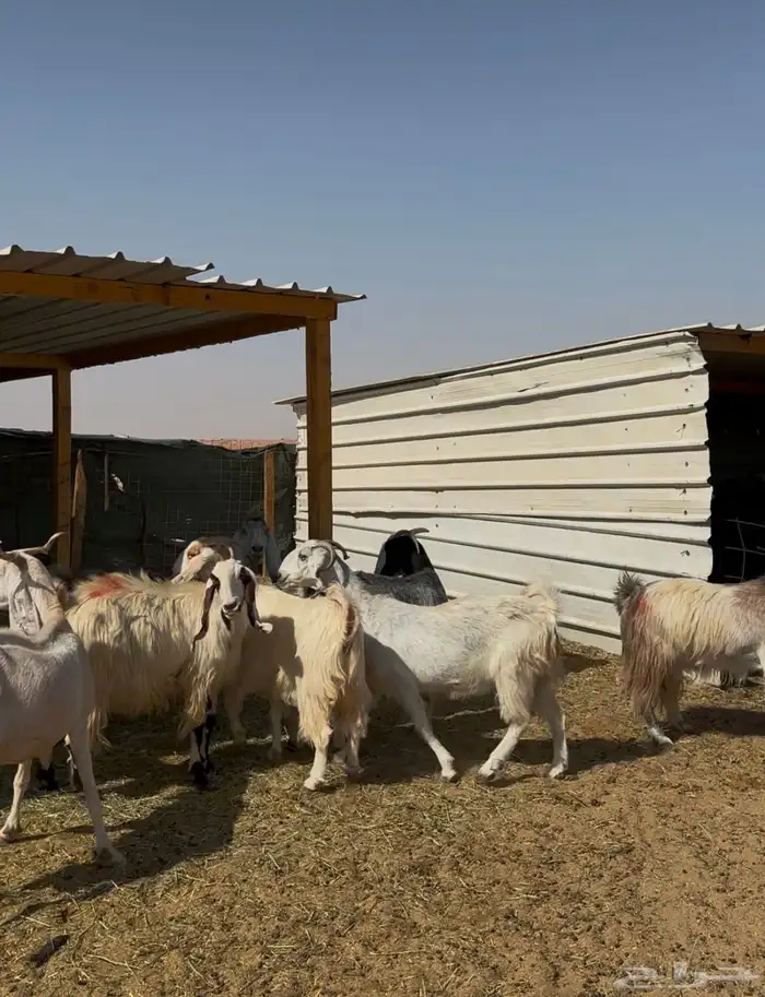 معزا دفيع شرط 1