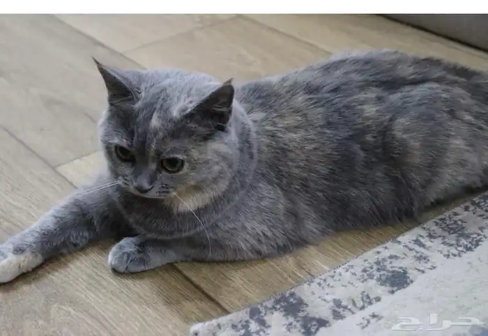 قط سكوتش ستريت 3