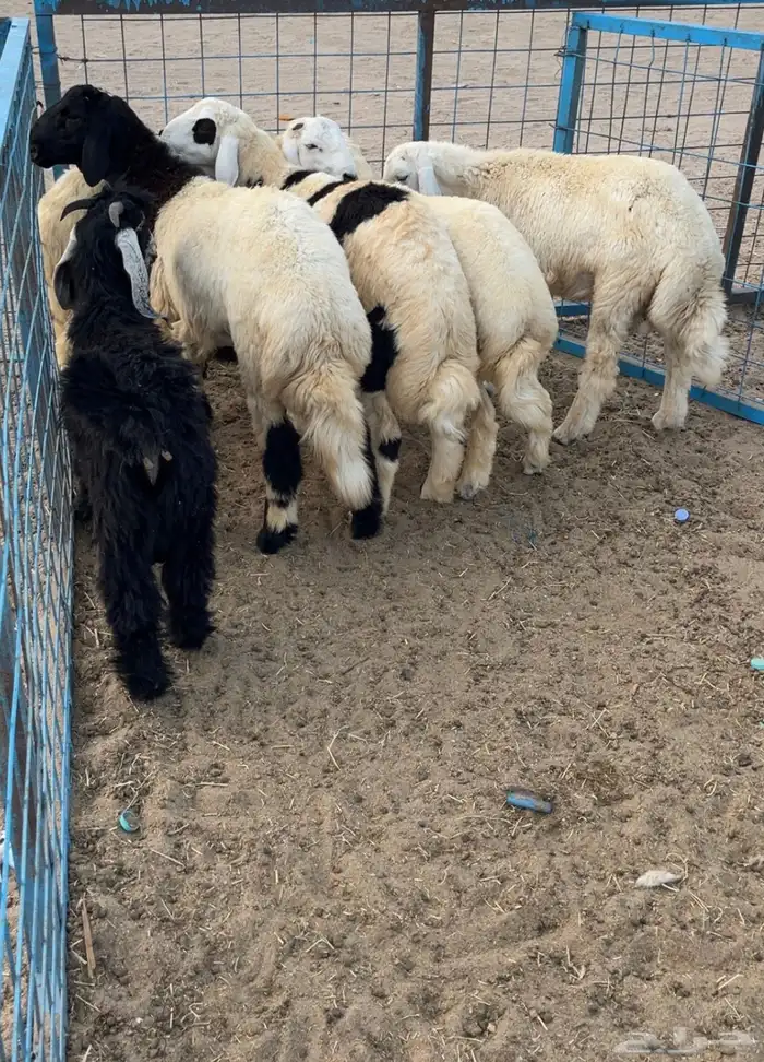 ذبايح طليان ذبائح حرية للبيع مع الذبح والتوصيل 8