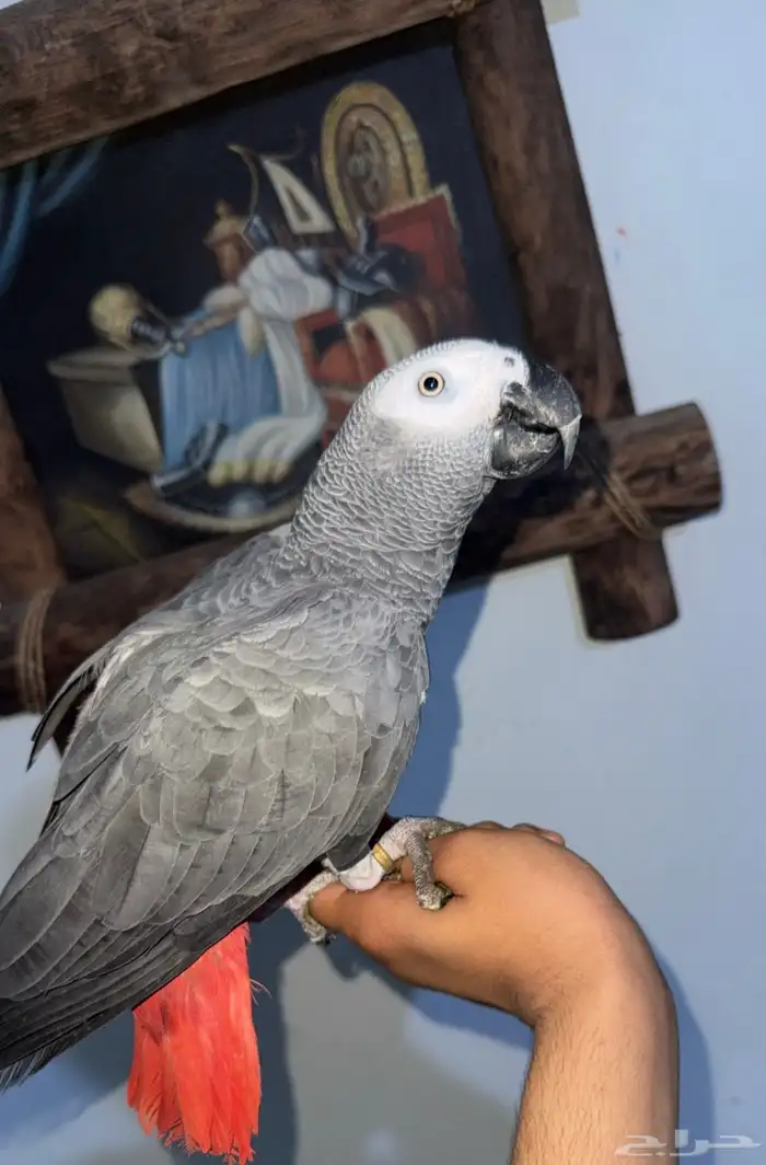 ببغاء كاسكو للبيع جده 5