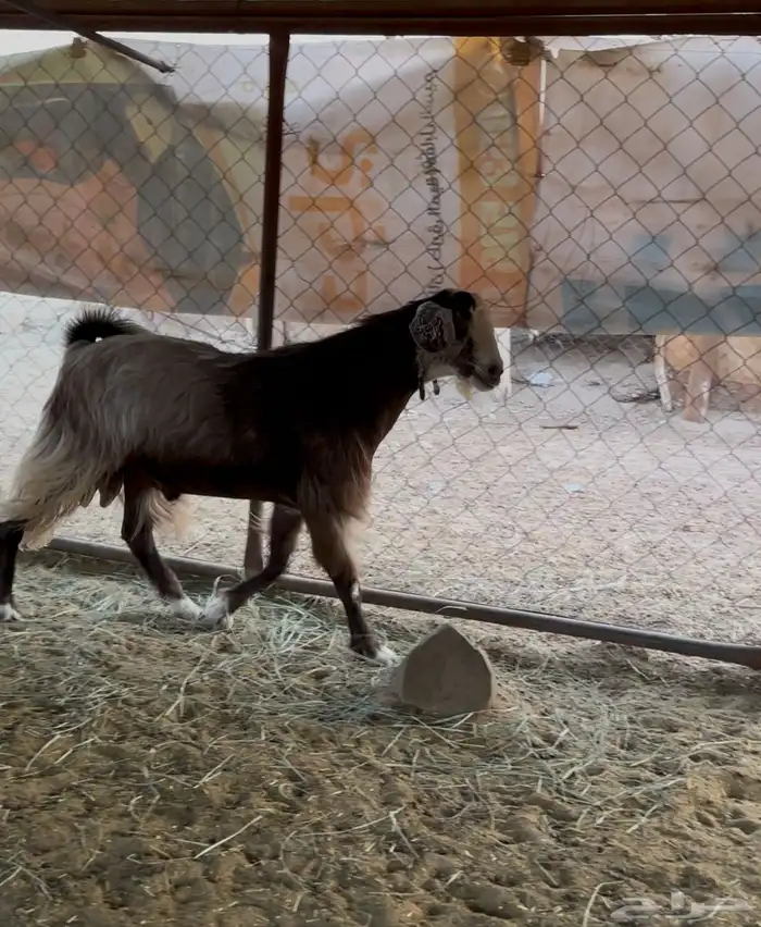 تيس فحل 2