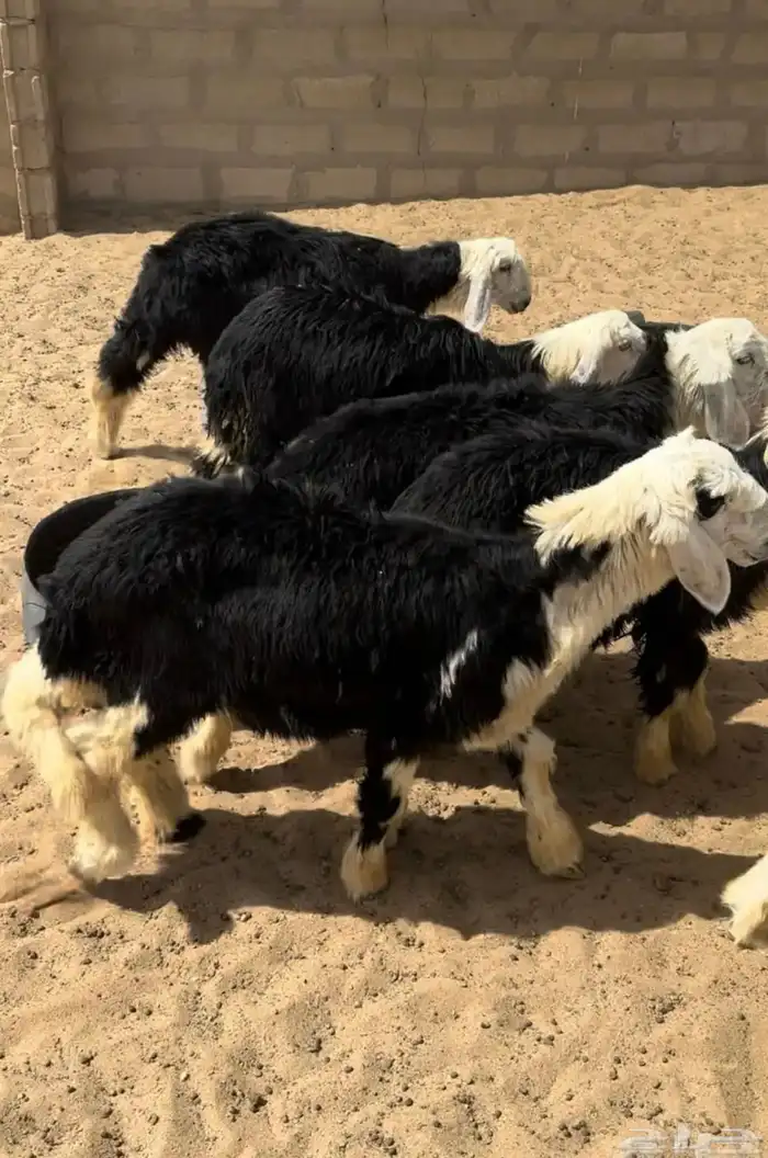 مطلوب بهم نجد رخال عمر أربع شهور أو خمس شهور 0