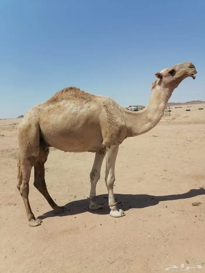قعود اشعل للبيع 0