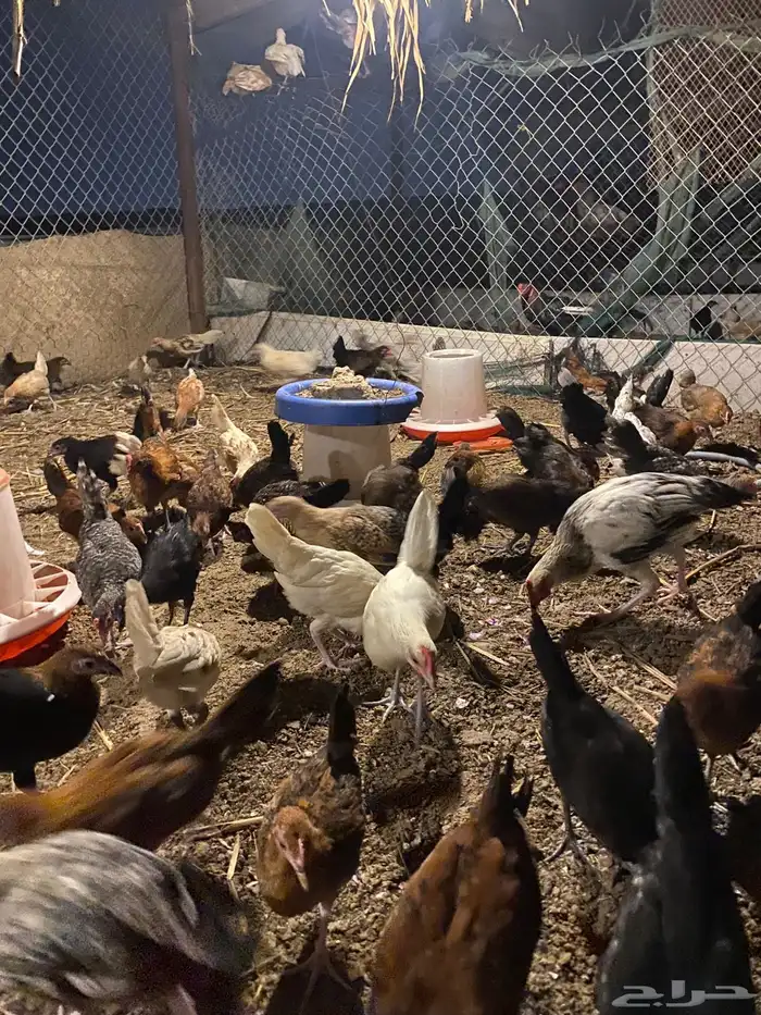 صيصان بلدي(تم البيع) 2