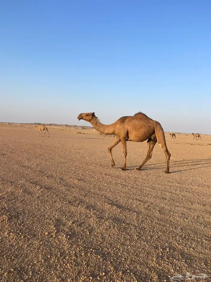 ناقة اعشراء صفراء 0