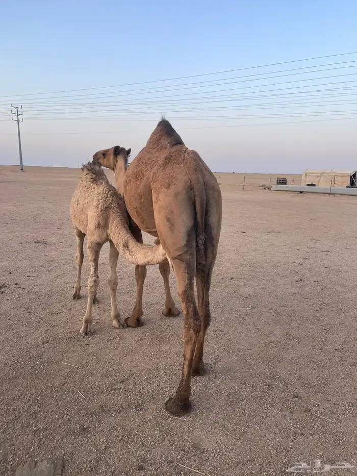 ناقة اعشراء صفراء 5