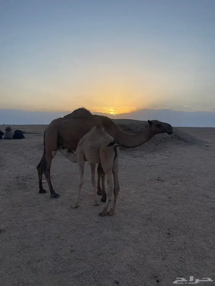ناقة اعشراء صفراء 2