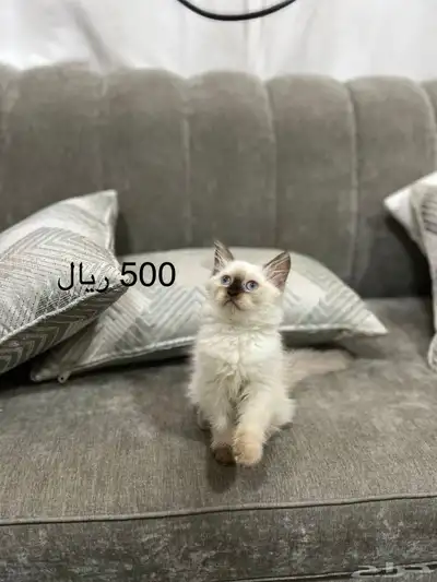 قطط للبيع index