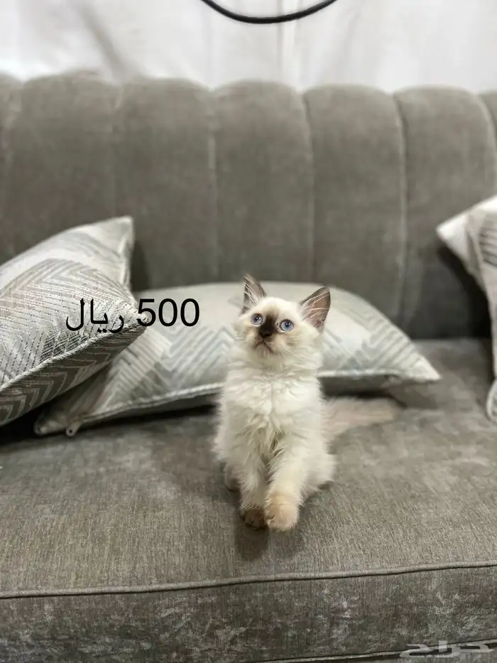 قطط للبيع 0