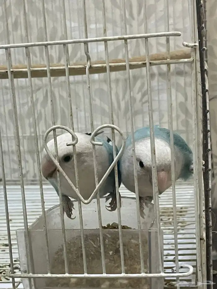 جوز. روز 2