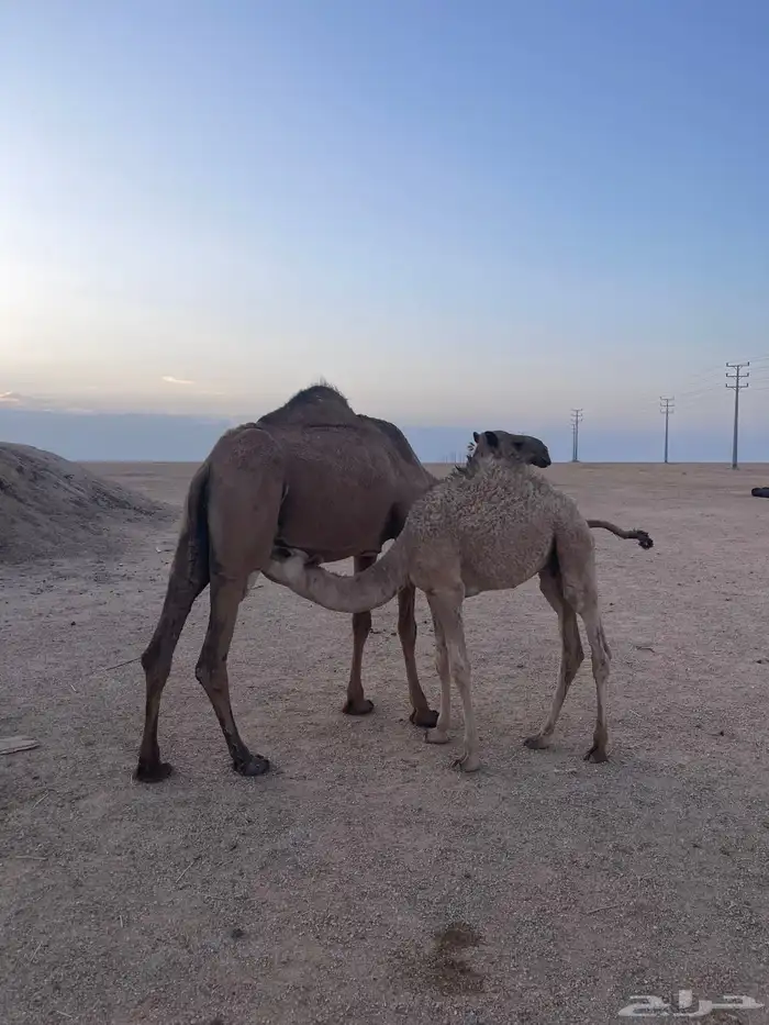 ناقة اعشراء صفراء 1