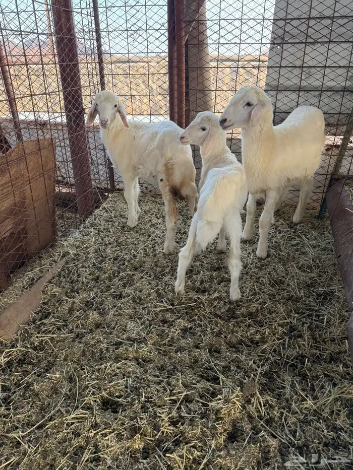 بهم طليان وخال. ( تتم البيع ) 1