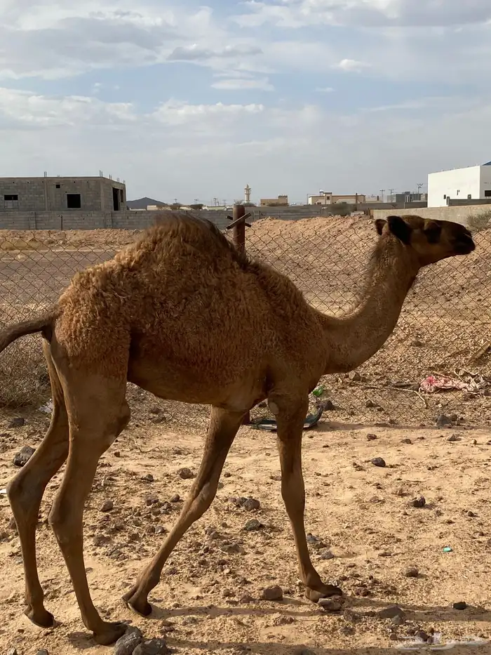 مجهم خلفة 2