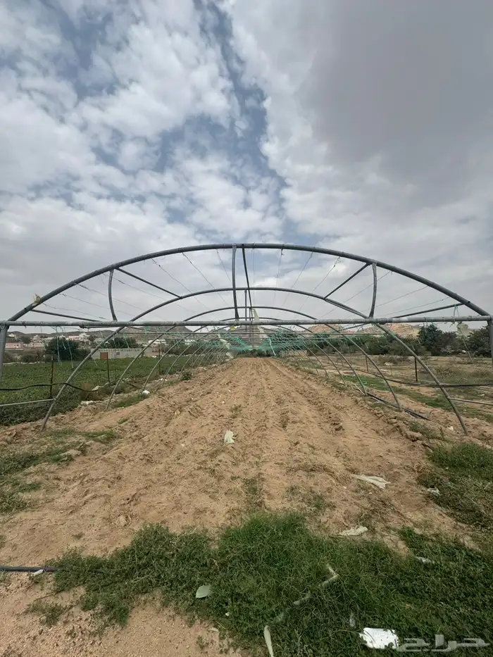محميات فرنسي اصلي 0