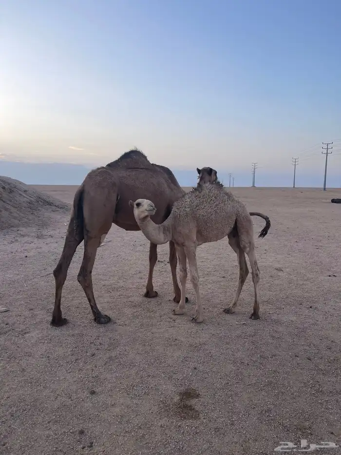 ناقة اعشراء صفراء 3